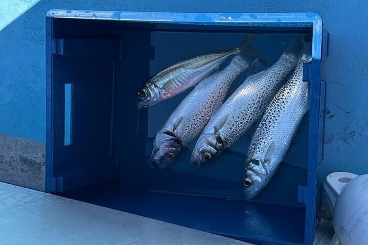 Unforgettable Sea Fishing Adventure at Cordouan Lighthouse 5