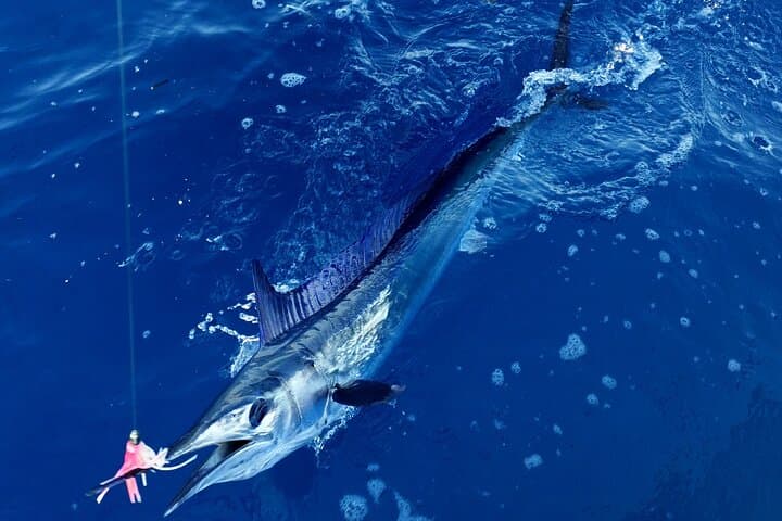 Exclusive Sport Fishing Adventure in Saint Laurent du Var 5