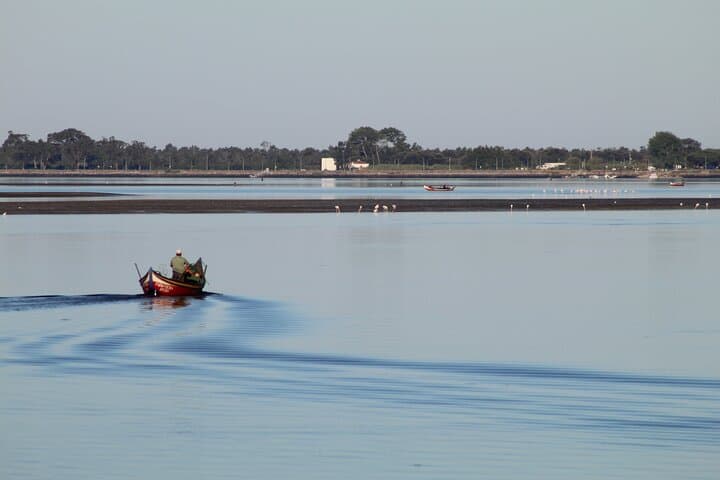 Moliceiro boat trip, with experience in bivalves harvesting 5