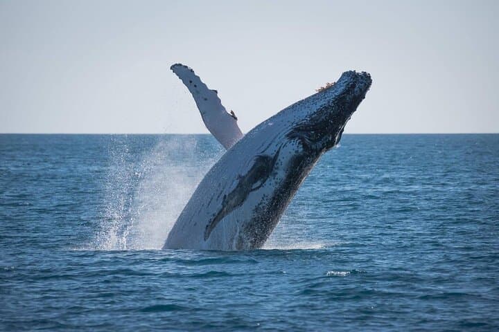 Hervey Bay: Best Value Half Day Whale Watching Cruise 2