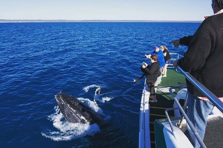 Hervey Bay: Best Value Half Day Whale Watching Cruise 3