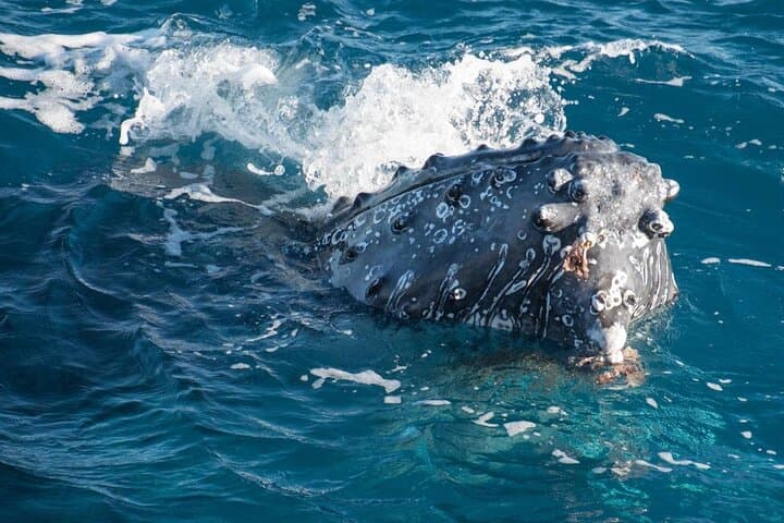 Hervey Bay: Best Value Half Day Whale Watching Cruise 4