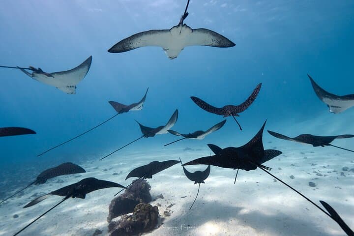 Private tour in Moorea by boat, visit and snorkeling 4