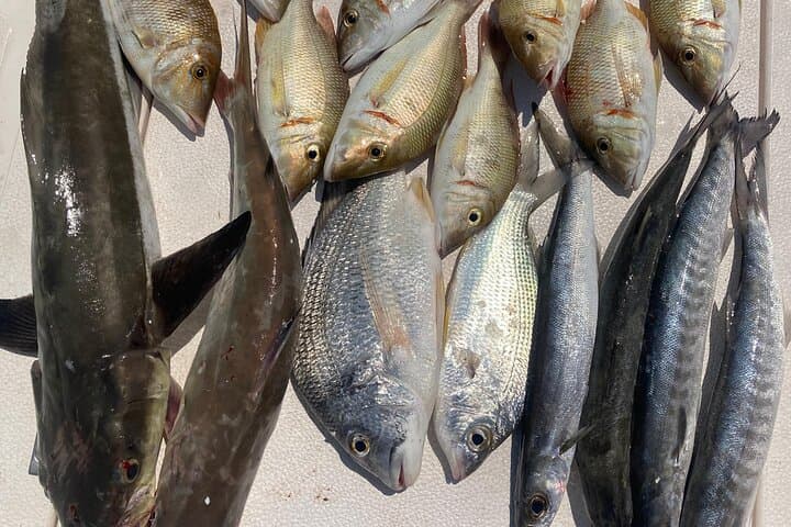 4 Hour Shared Deep Sea Fishing Experience from Port Rashid 4