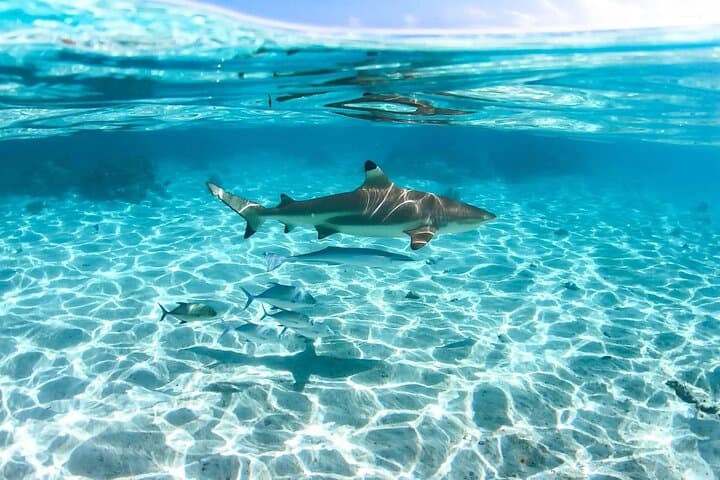 Private tour in Moorea by boat, visit and snorkeling 5