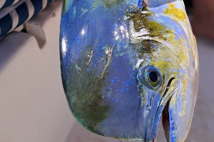 4 Hour Costa Maya Fishing and Snorkeling Experience 2