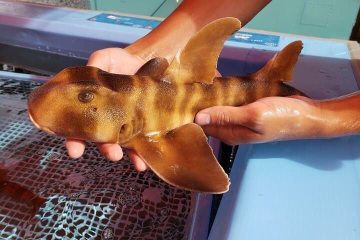 Seawater Fishing Pond and Hamayaki Grill BBQ Experience 2