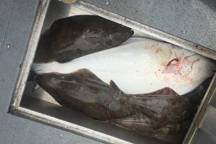Half Day Halibut Fishing 5