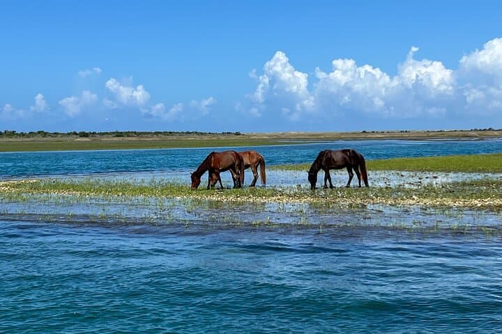 Private Island Eco Tours on a Private Boat from Shackleford Banks 3