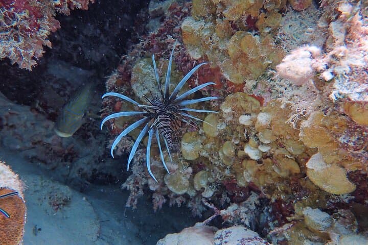 Half Day Snorkeling Tour Caye Caulker 3