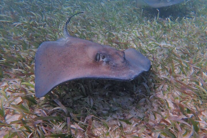 Half Day Snorkeling Tour Caye Caulker 4
