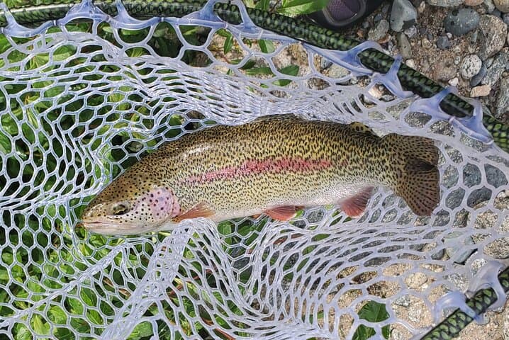 Anchorage Guided Fly-fishing 3