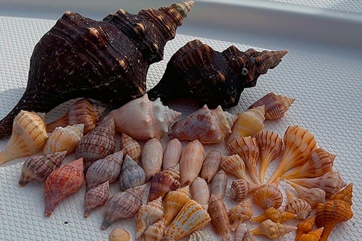  Private 4 Hour Shelling , Fishing and Eco Tour Marco Island FL 4