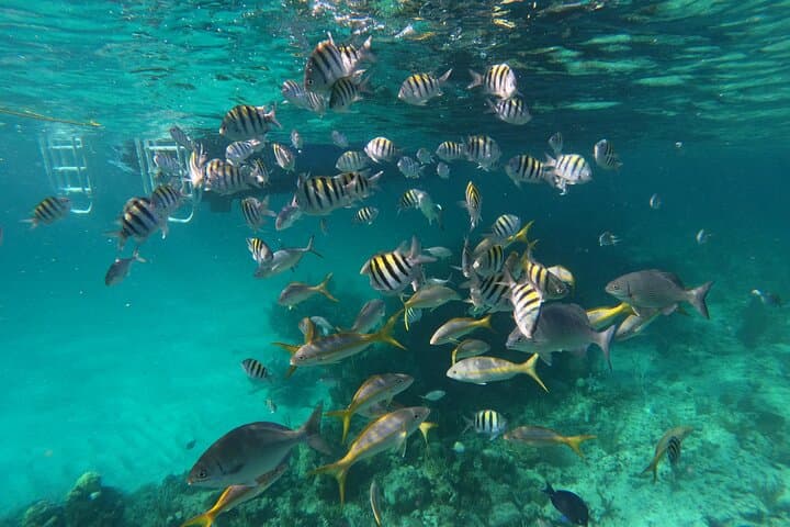 Private Speed Boat for Snorkeling or Fishing in Nassau - 34ft 3