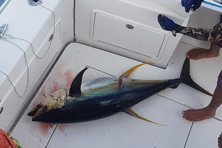 Half Day Fishing Trip from Praslin Island  4