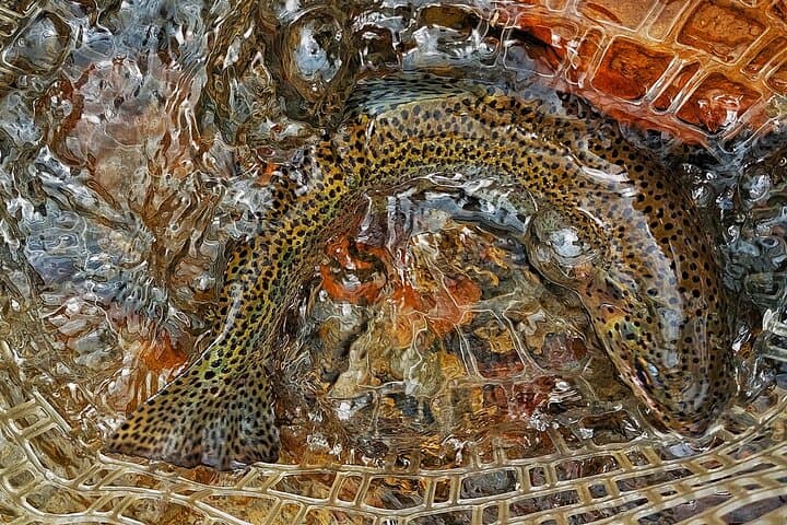 Guided Fly Fishing Tour in Estancia La Carrera 5