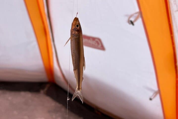 Lake Nukabira Smelt Fishing Private Tour 3