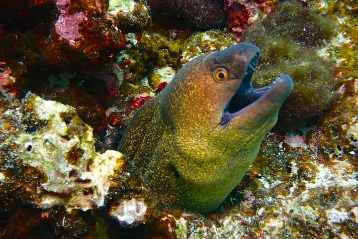 Phuket Scuba Diving Maiton Private Island Small Group or Snorkel 5