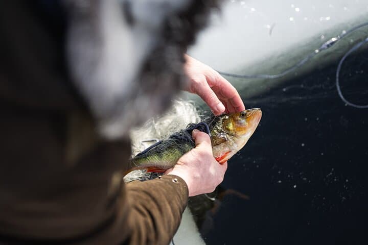 Ivalo: Reindeer herd and fishing experience 3