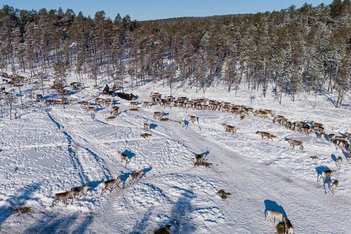 Ivalo: Reindeer herd and fishing experience 4