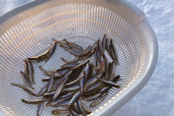 Sapporo Private Tour: Smelt Fishing & Nanporo Lunch 3