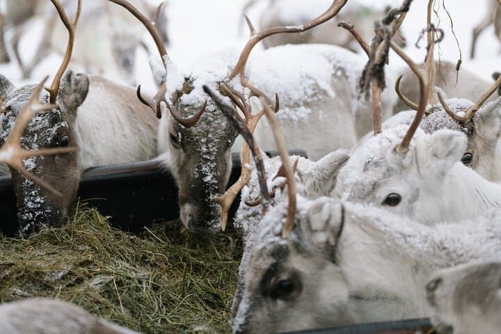 Ivalo: Reindeer herd and fishing experience 5