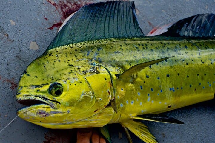 Private Deep Water Fishing in Kauai 3