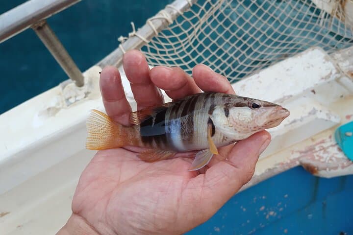 Hook Your Adventure Now with Chania Rod Fishing Experience 3