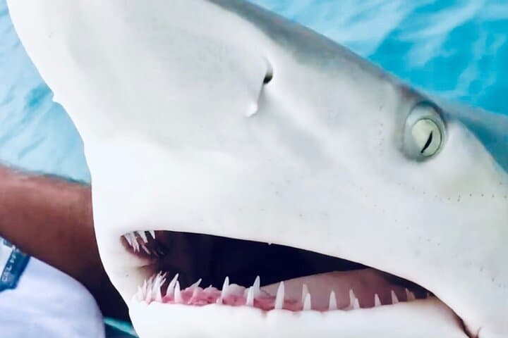 Key West’s Ultimate Inshore Shark Fishing Experience