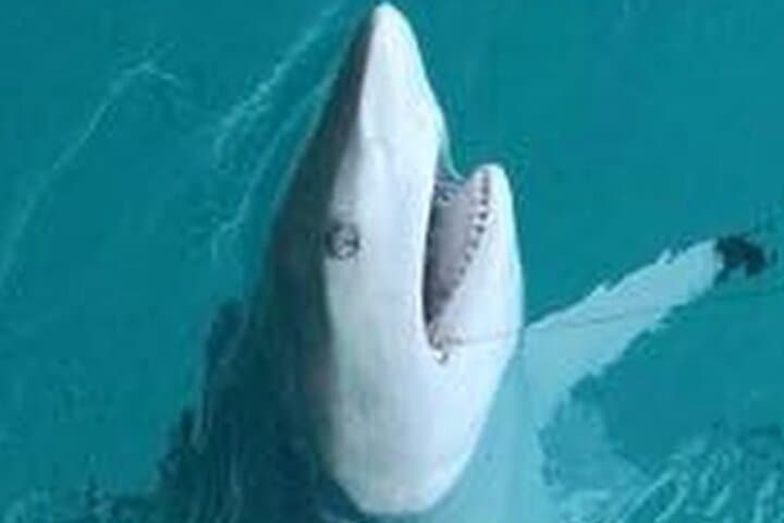 Key West’s Ultimate Inshore Shark Fishing Experience 3