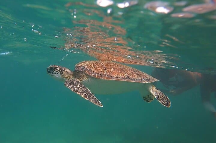 San Juan: Aventura VIP de Snorkel com Tartarugas & Vídeos Grátis - Photo 1