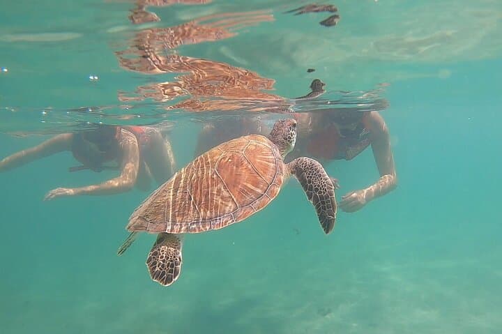 San Juan: Aventura VIP de Snorkel com Tartarugas & Vídeos Grátis - Photo 3