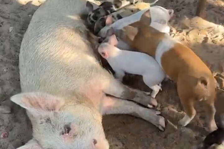 Swimming Pigs, Turtles & Reef Snorkel in Nassau-Champion Tours 3