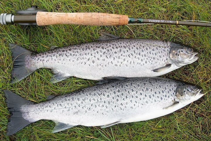 Atlantic Salmon & Sea Trout fishing.Erriff River, Mayo. French speaking Ghillie. 3