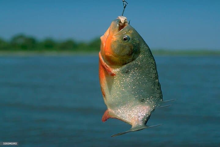 Amazon Piranha Fishing - Real Jungle Experience  5