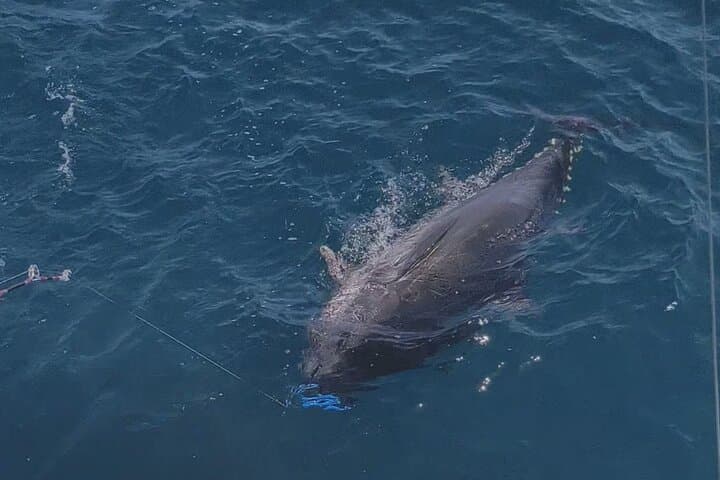 Exciting Fishing Adventures in Lanzarote & La Gomera, Canary Islands 5