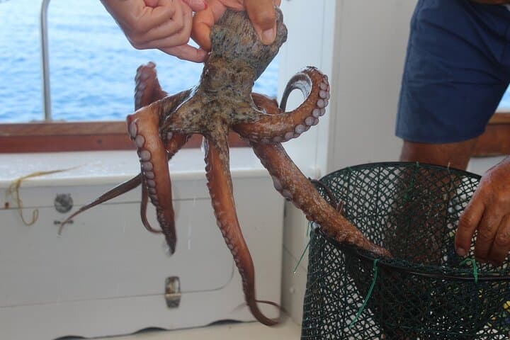 Snorkeling and Diving in the Gulf of Tavolara with Fishing 2