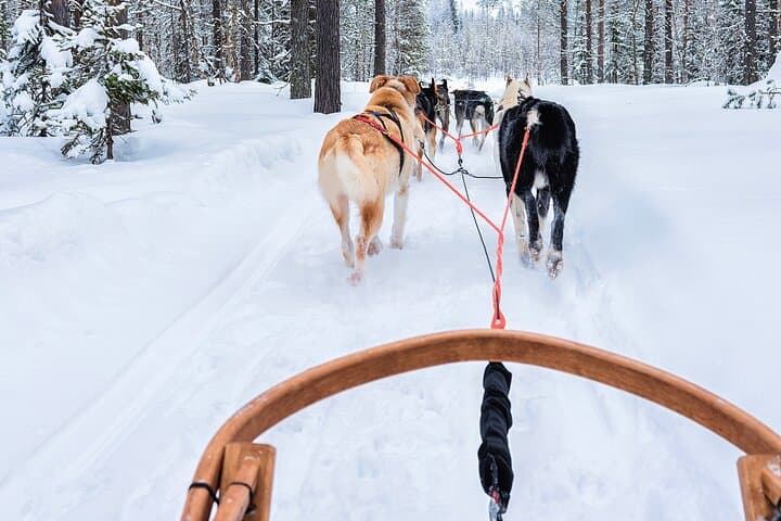 Husky Ride, Reindeer Ride and Ice Fishing One Day Experience 3
