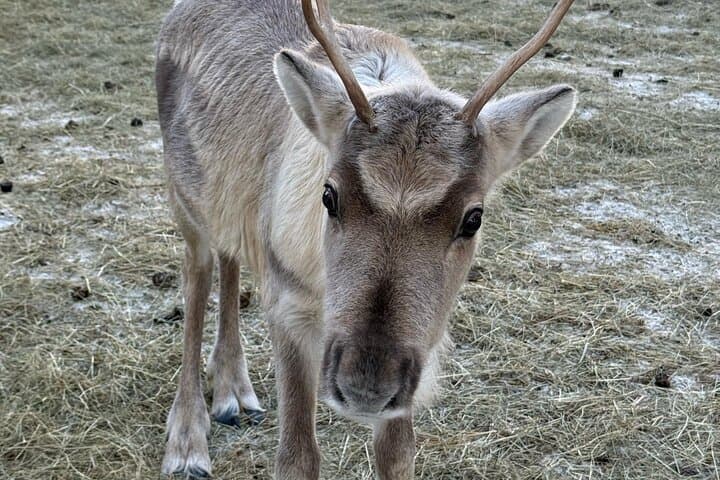Husky Ride, Reindeer Ride and Snowmobiling Day Experience 3