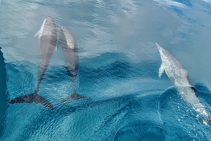 Teahupo'o Jurassic Tour and Private Diving 3