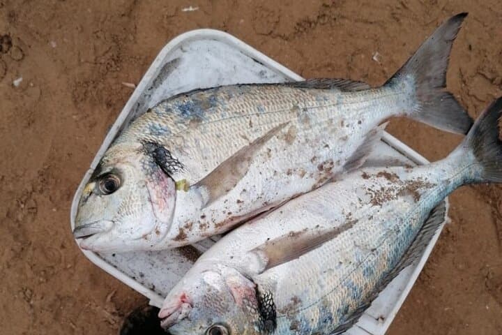 agadir single day DE fishing 3