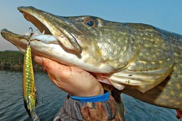 Pike shore fishing. Lough Corrib, Connemara .English/French speaking Ghillie.