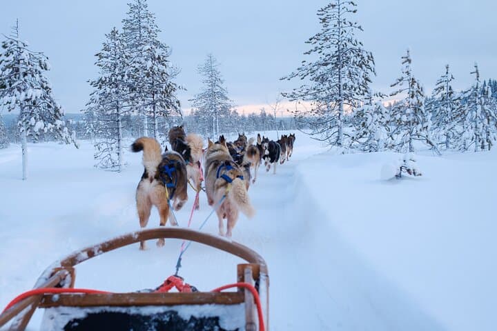 Husky Ride, Reindeer Ride and Snowmobiling Day Experience 4