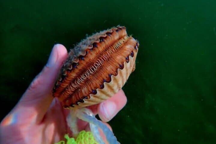 Ultimate Private Scalloping Adventure in Crystal River