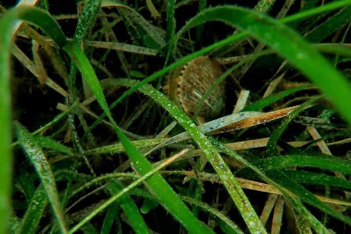 Ultimate Private Scalloping Adventure in Crystal River 2