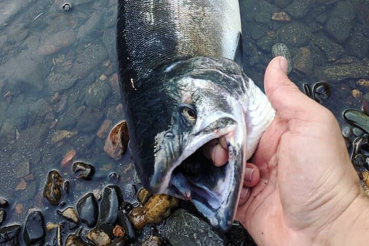 Juneau Shore Fishing Shuttle and Gear 4