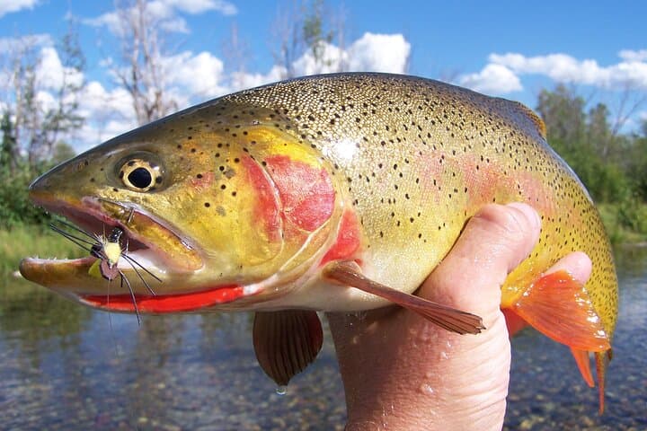 Full Day Guided Fly Fishing Trip From Jackson Hole