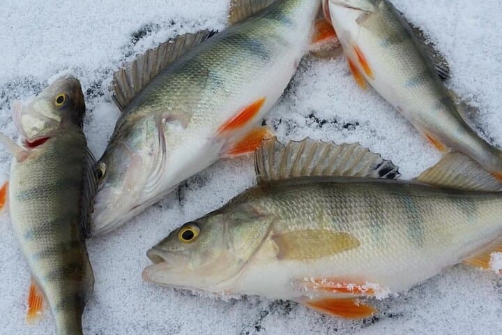 Kemijärvi Insider: Ice Fishing Experience 3