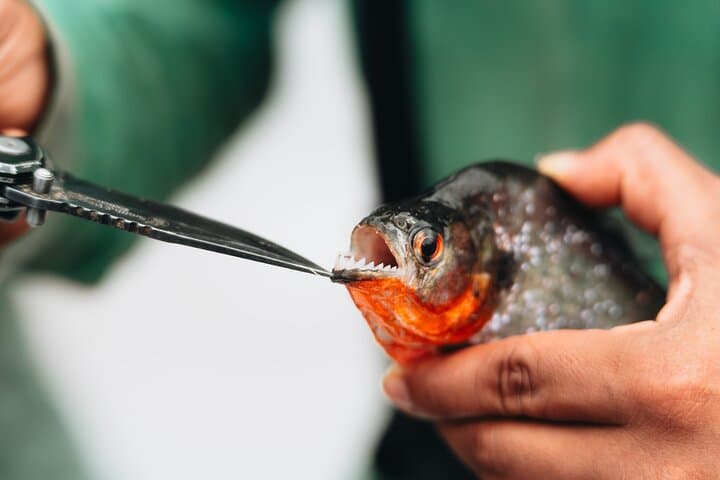 Amazon Piranha Fishing - Real Jungle Experience  2