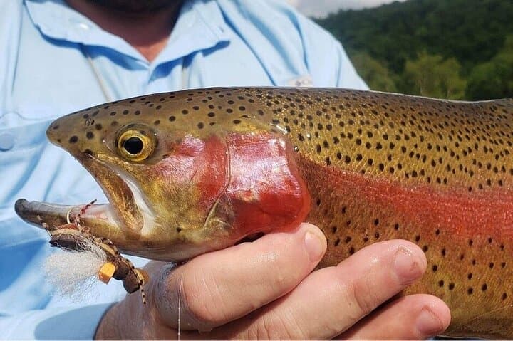 Full Day Guided Fly Fishing Trip Drift Boat